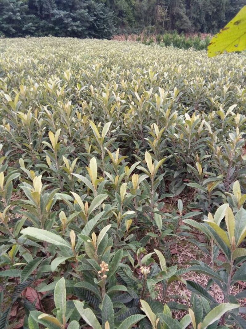 精品枇杷树苗大量出售质优价廉杜绝假苗劣质苗量大从优