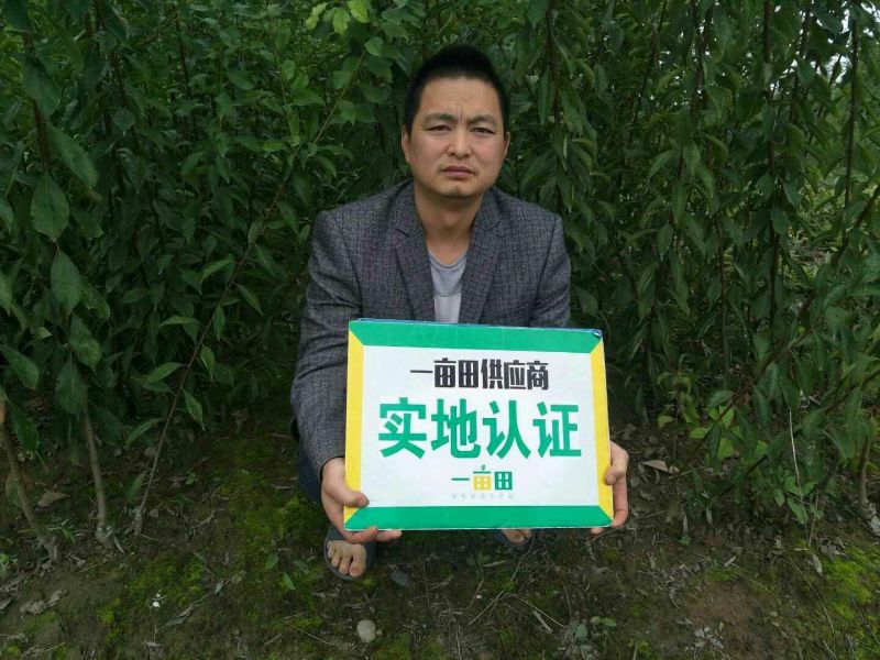 巨峰葡萄苗30~50cm1年