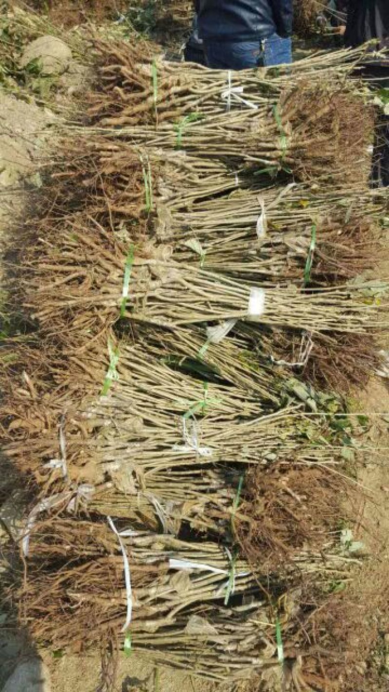 大红袍板栗苗50~80cm