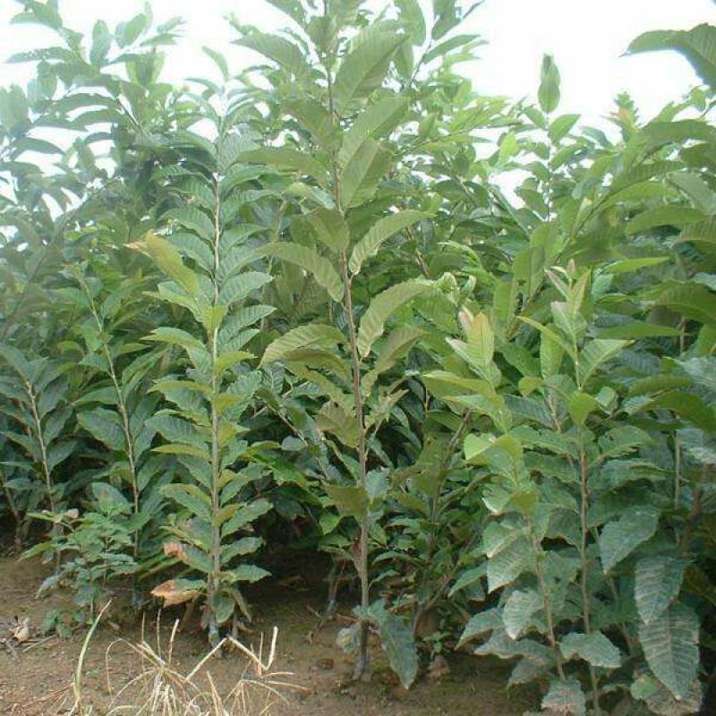 大红袍板栗苗50~80cm