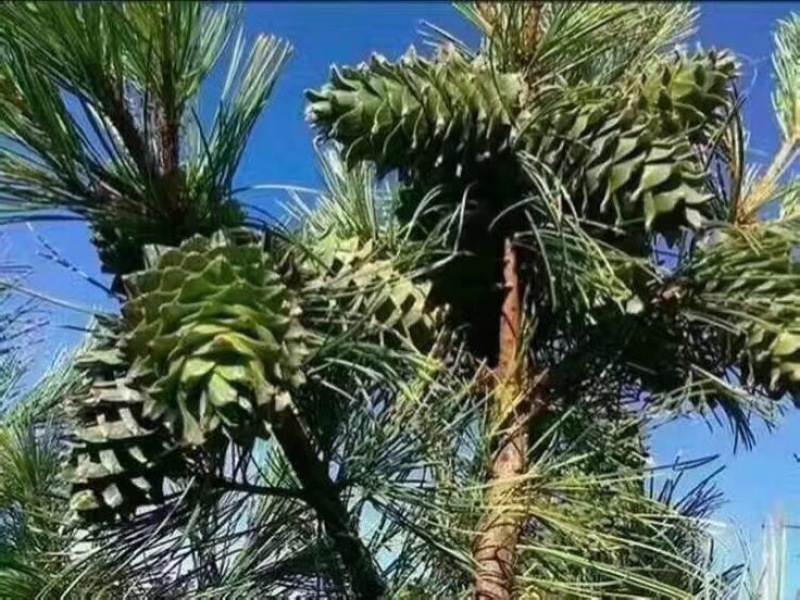 东北松子特级