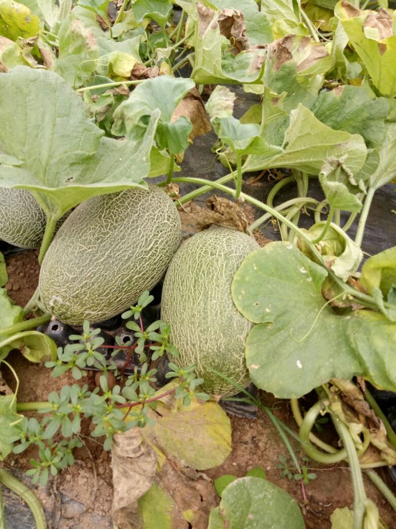 西州蜜瓜5斤以上长圆形