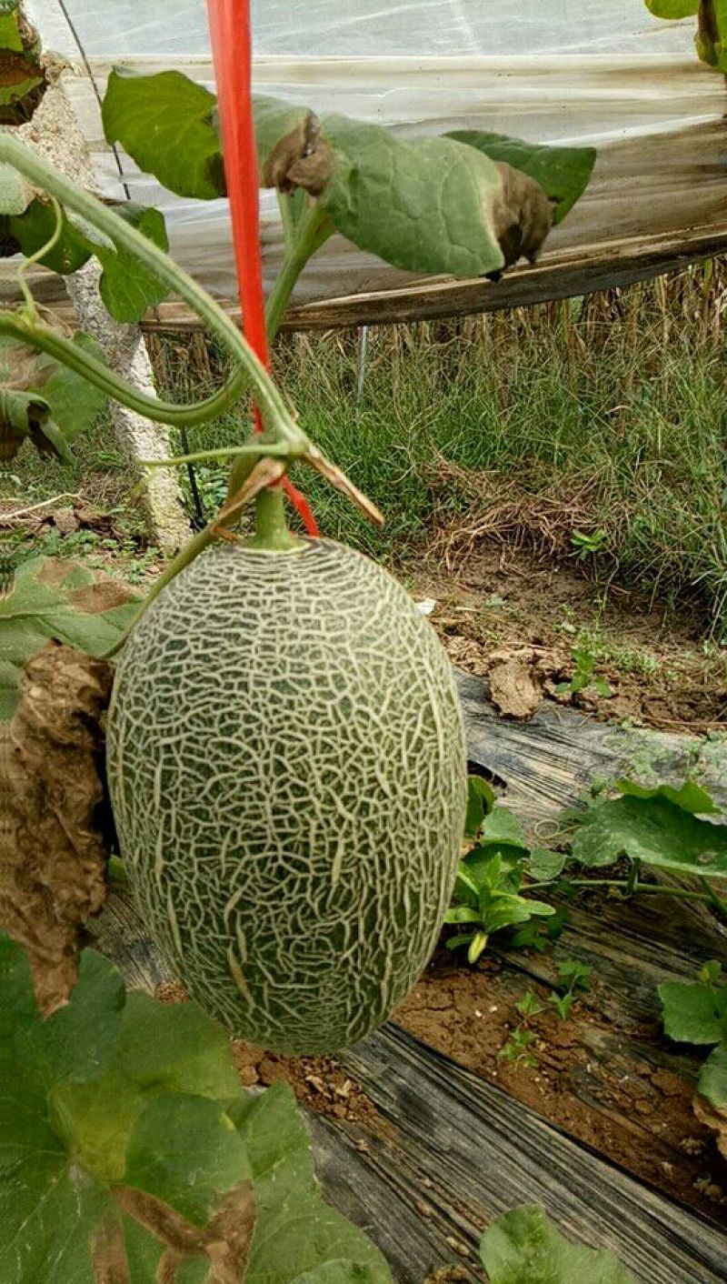 西州蜜瓜5斤以上长圆形