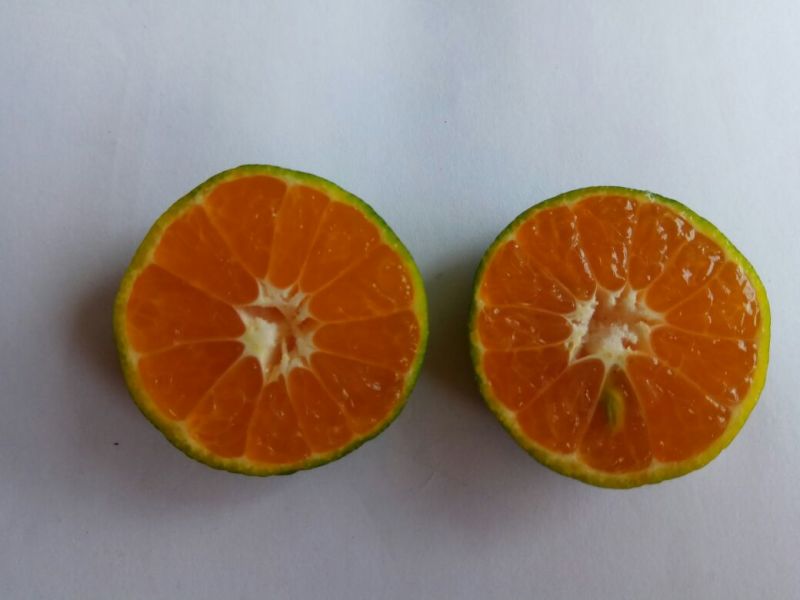 南丰蜜橘3.5~4cm