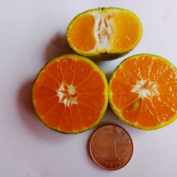南丰蜜橘3.5~4cm