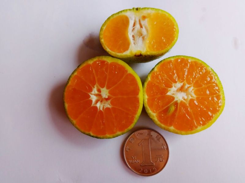 南丰蜜橘3.5~4cm