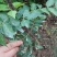 花椒苗0.5~1年，规格齐全，大量现货，可现场考察订苗