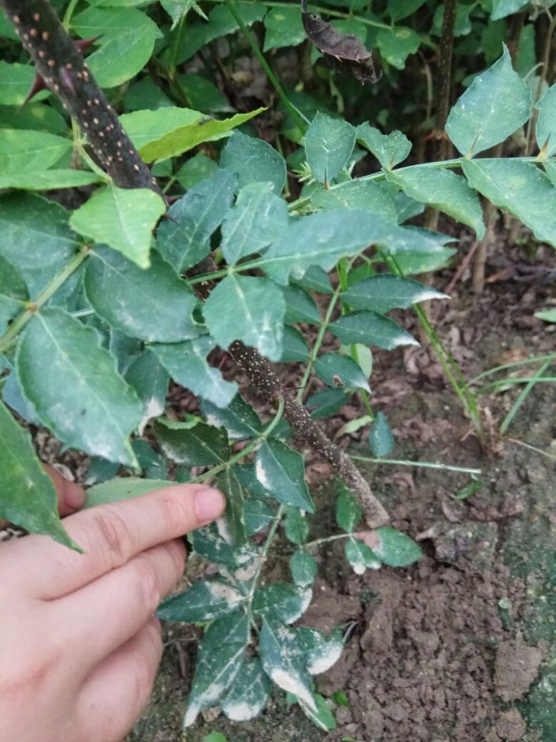 花椒苗0.5~1年，规格齐全，大量现货，可现场考察订苗