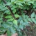 花椒苗0.5~1年，规格齐全，大量现货，可现场考察订苗