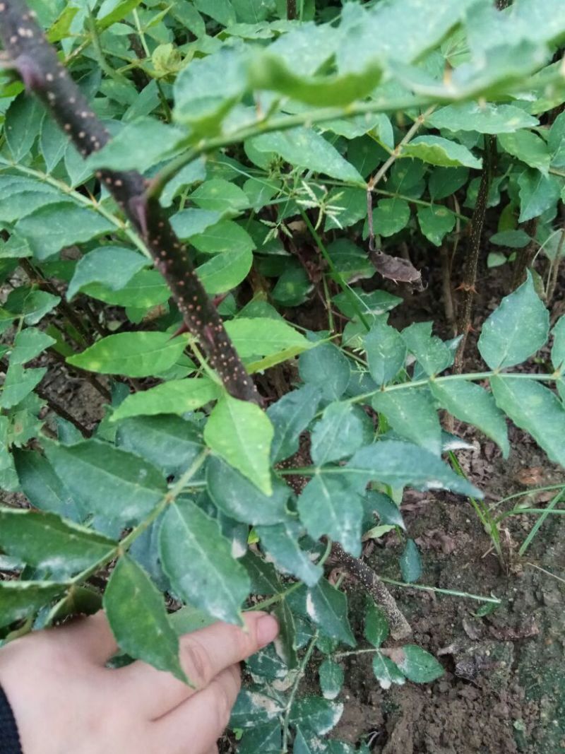 花椒苗0.5~1年，规格齐全，大量现货，可现场考察订苗