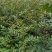 花椒苗0.5~1年，规格齐全，大量现货，可现场考察订苗