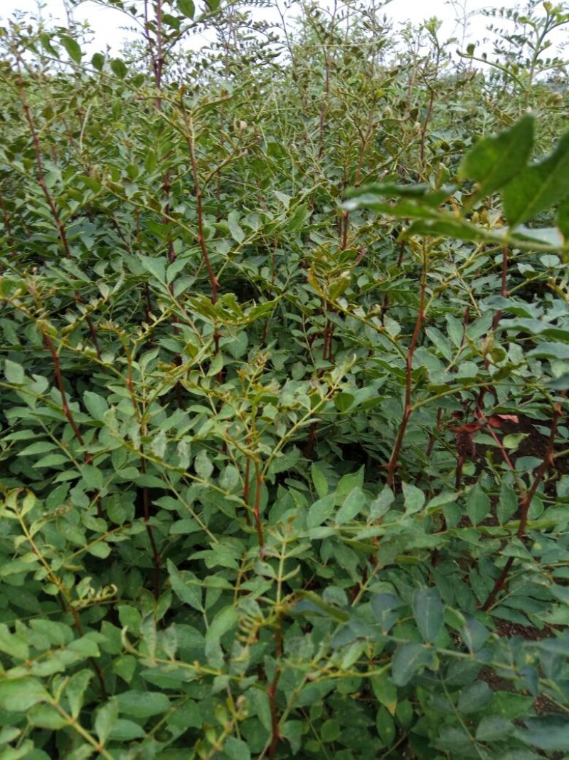 花椒苗0.5~1年，规格齐全，大量现货，可现场考察订苗