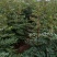 花椒苗0.5~1年，规格齐全，大量现货，可现场考察订苗