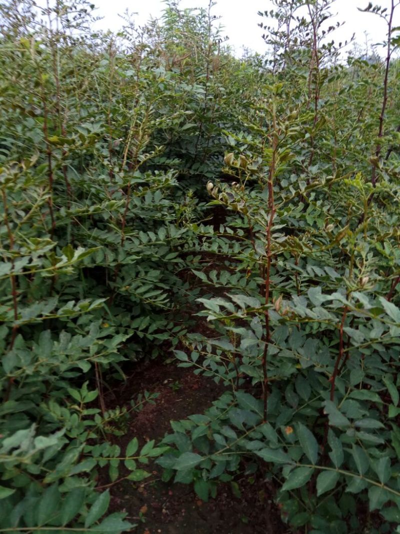 花椒苗0.5~1年，规格齐全，大量现货，可现场考察订苗