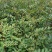 花椒苗0.5~1年，规格齐全，大量现货，可现场考察订苗