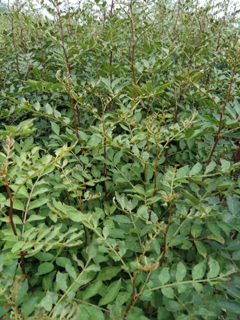 花椒苗0.5~1年，规格齐全，大量现货，可现场考察订苗
