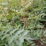 花椒苗0.5~1年，规格齐全，大量现货，可现场考察订苗