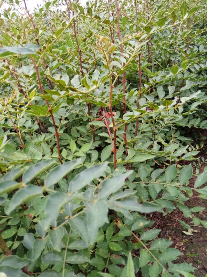 花椒苗0.5~1年，规格齐全，大量现货，可现场考察订苗