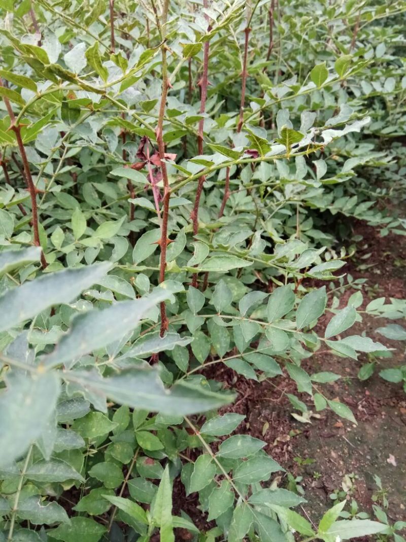 花椒苗0.5~1年，规格齐全，大量现货，可现场考察订苗