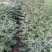花椒苗0.5~1年，规格齐全，大量现货，可现场考察订苗
