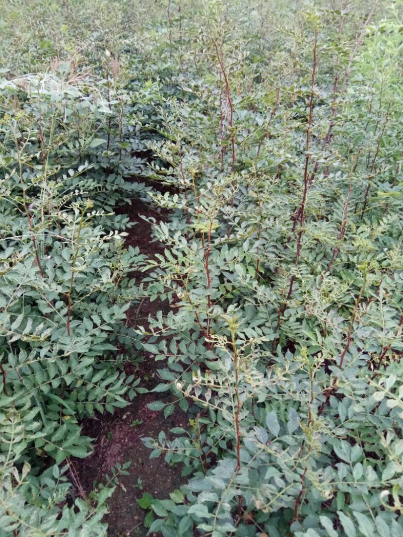 花椒苗0.5~1年，规格齐全，大量现货，可现场考察订苗