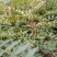 花椒苗0.5~1年，规格齐全，大量现货，可现场考察订苗