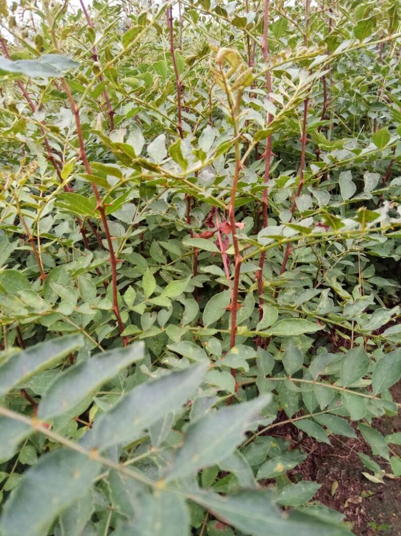 花椒苗0.5~1年，规格齐全，大量现货，可现场考察订苗