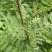 花椒苗0.5~1年，规格齐全，大量现货，可现场考察订苗