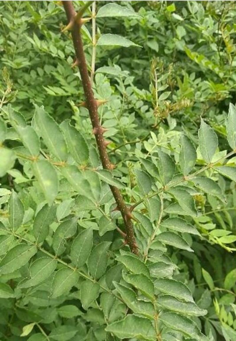 花椒苗0.5~1年，规格齐全，大量现货，可现场考察订苗