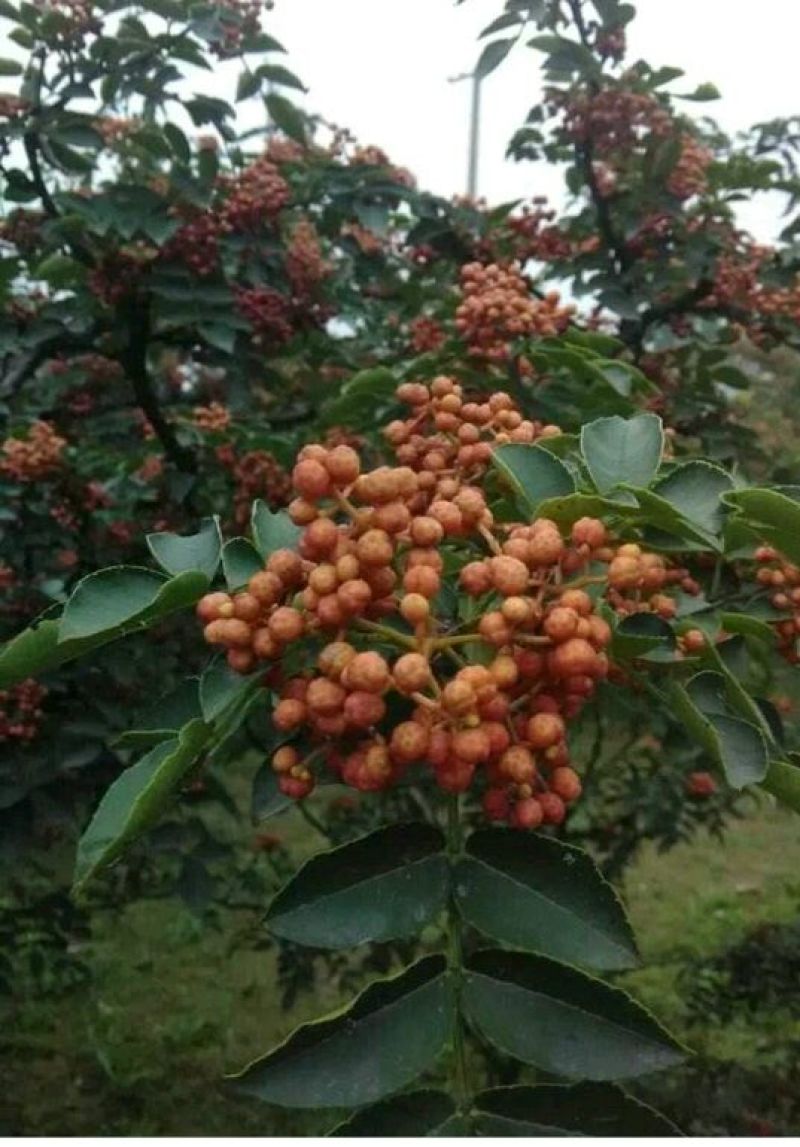 花椒苗0.5~1年，规格齐全，大量现货，可现场考察订苗