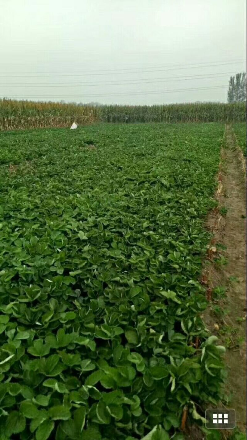 草莓苗10cm以下