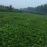 草莓苗10cm以下