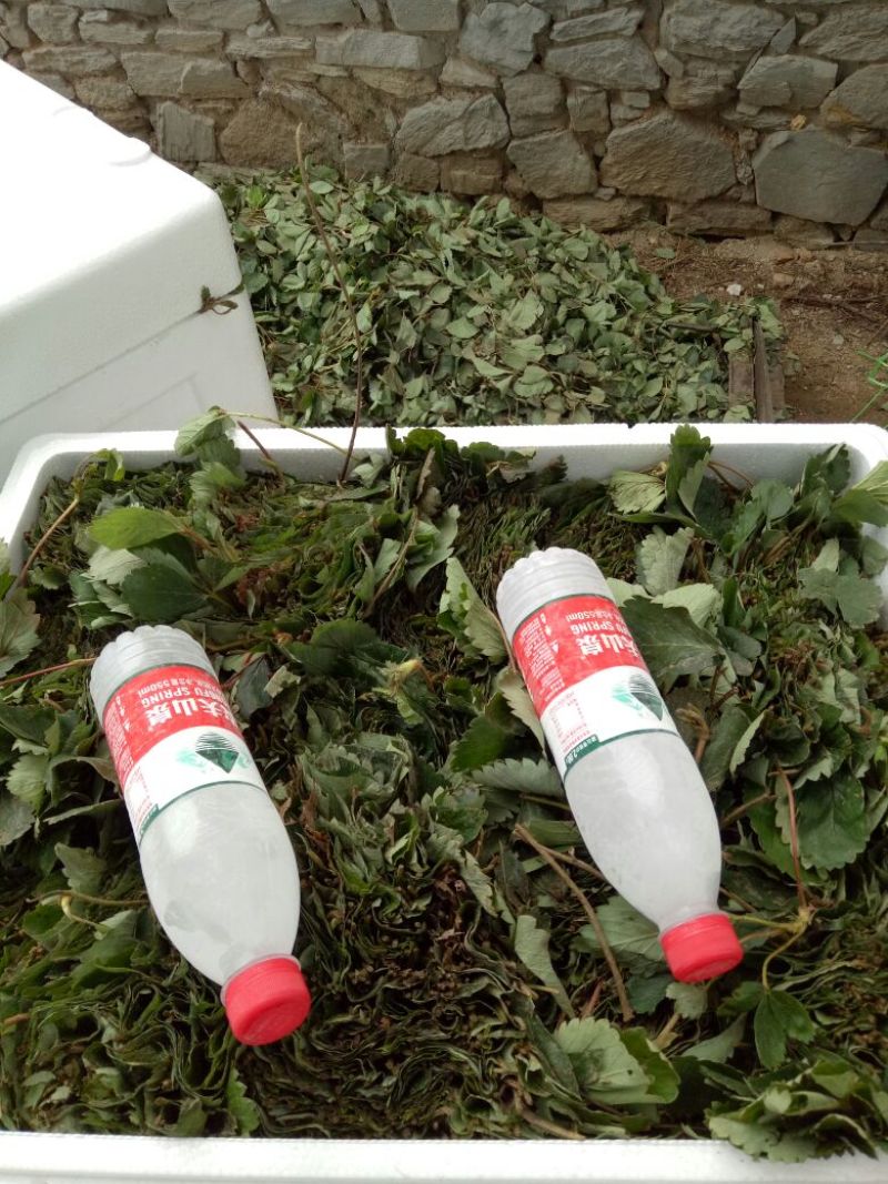 草莓苗10cm以下