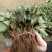草莓苗10cm以下