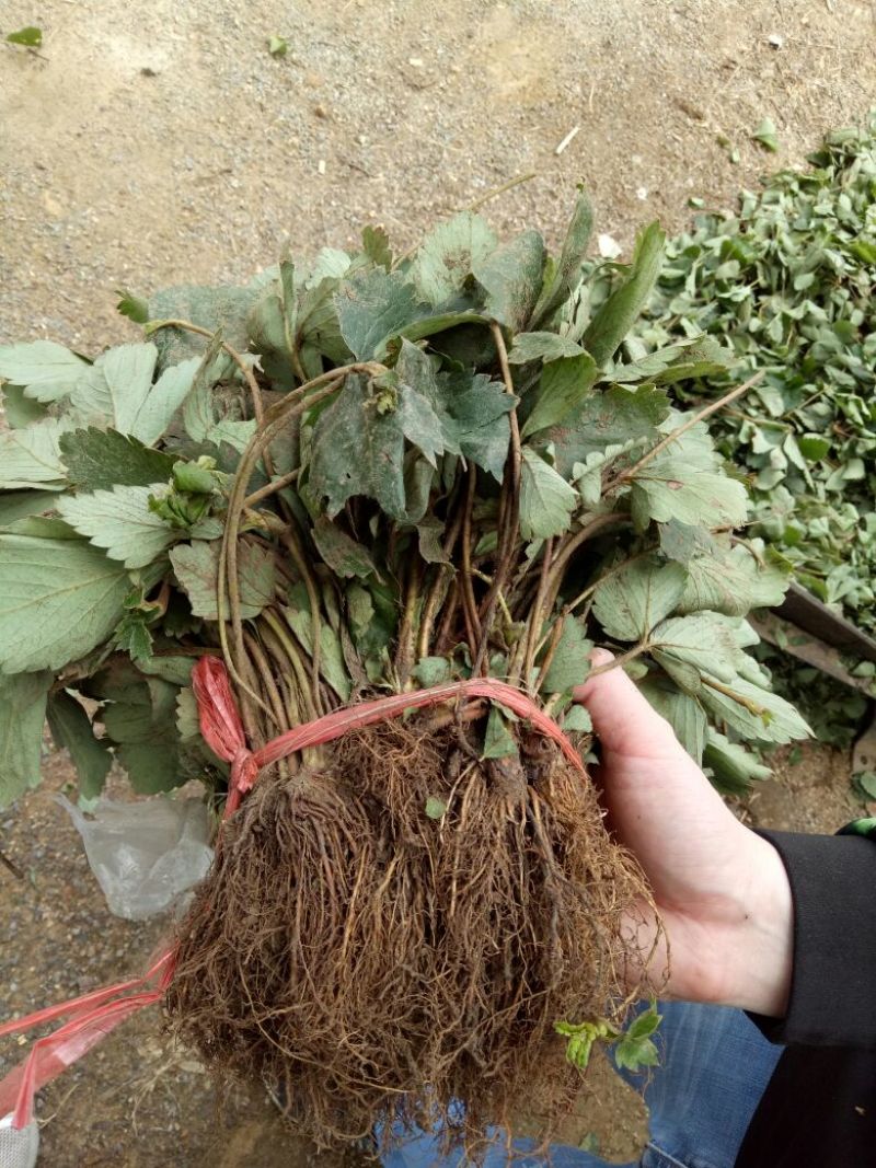 草莓苗10cm以下