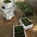草莓苗10cm以下