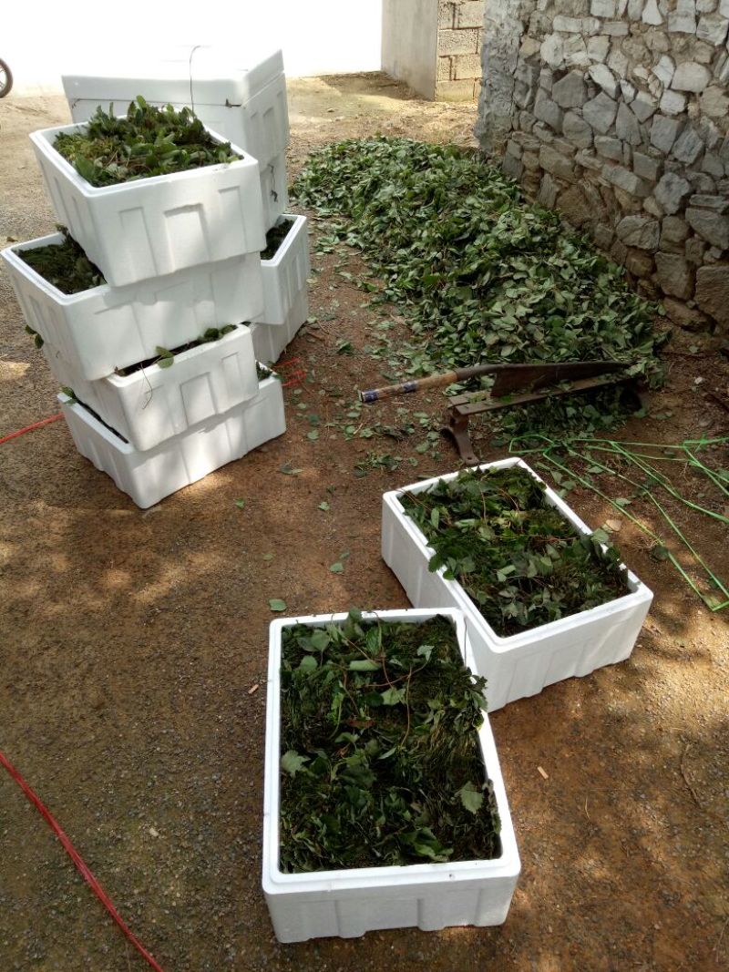 草莓苗10cm以下