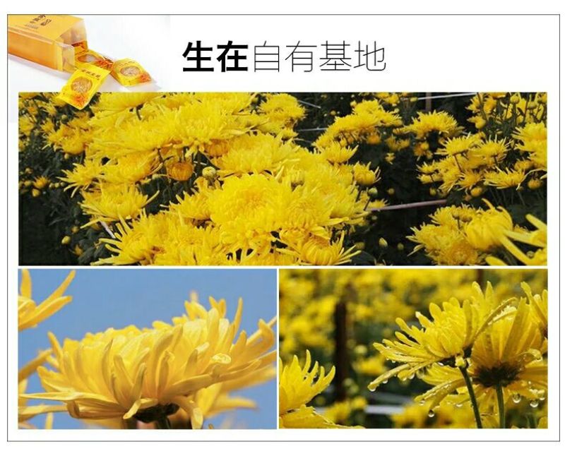 金丝皇菊茶金丝皇菊买十盒送一盒