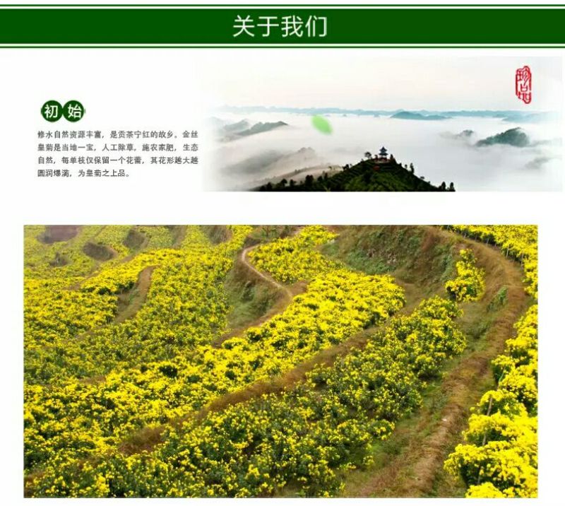 金丝皇菊茶金丝皇菊买十盒送一盒
