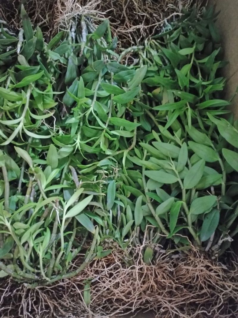铁皮石斛铁皮石斛驯化苗