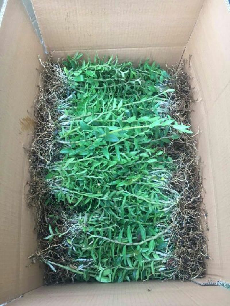 铁皮石斛铁皮石斛驯化苗
