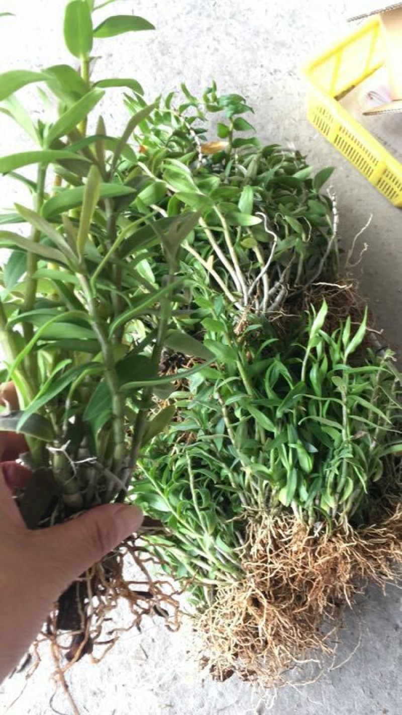 铁皮石斛铁皮石斛驯化苗