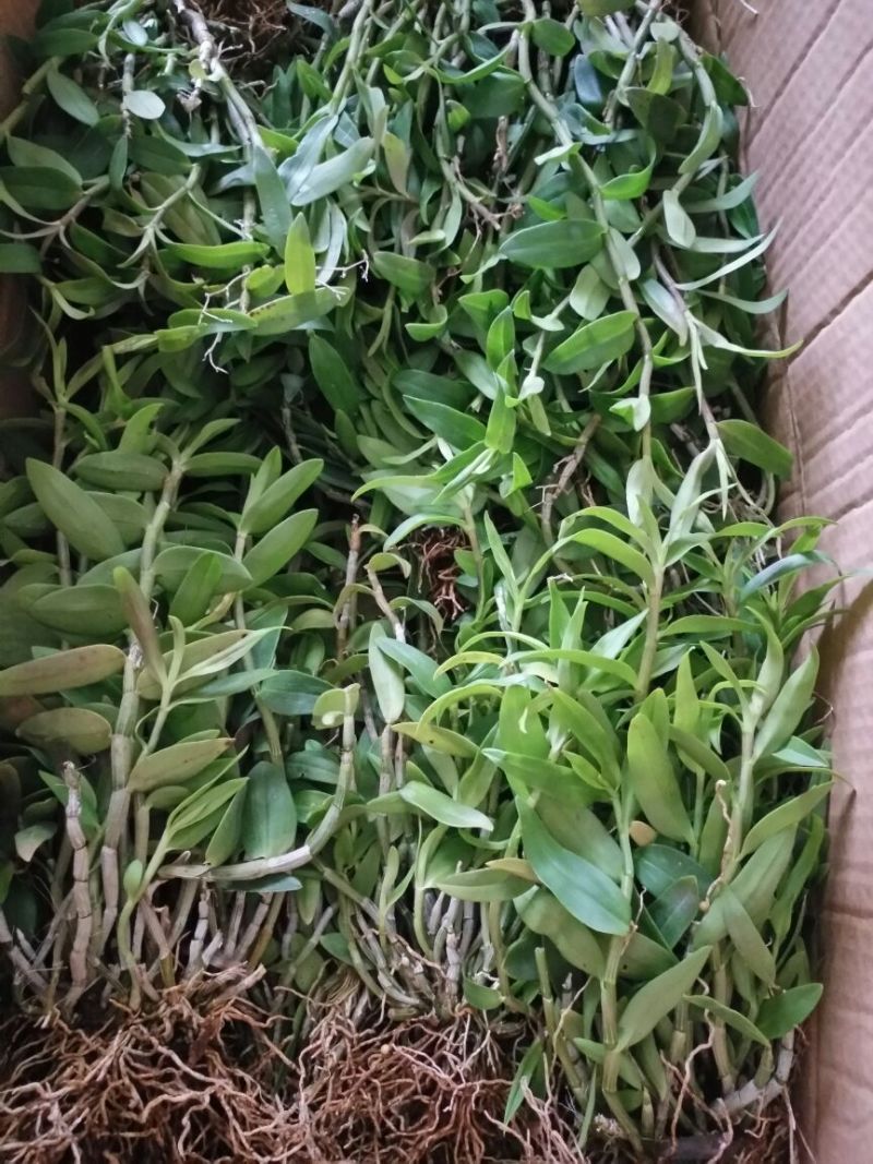 铁皮石斛铁皮石斛驯化苗
