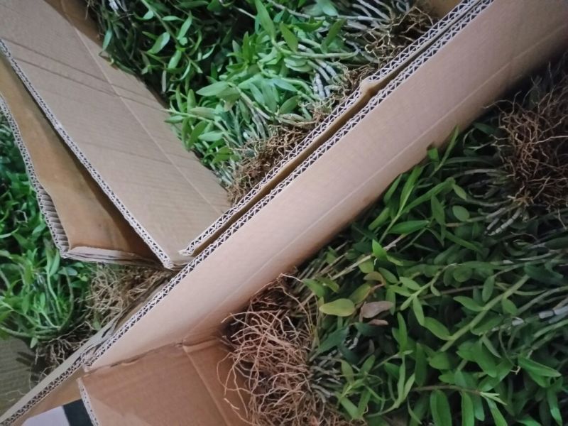 铁皮石斛铁皮石斛驯化苗