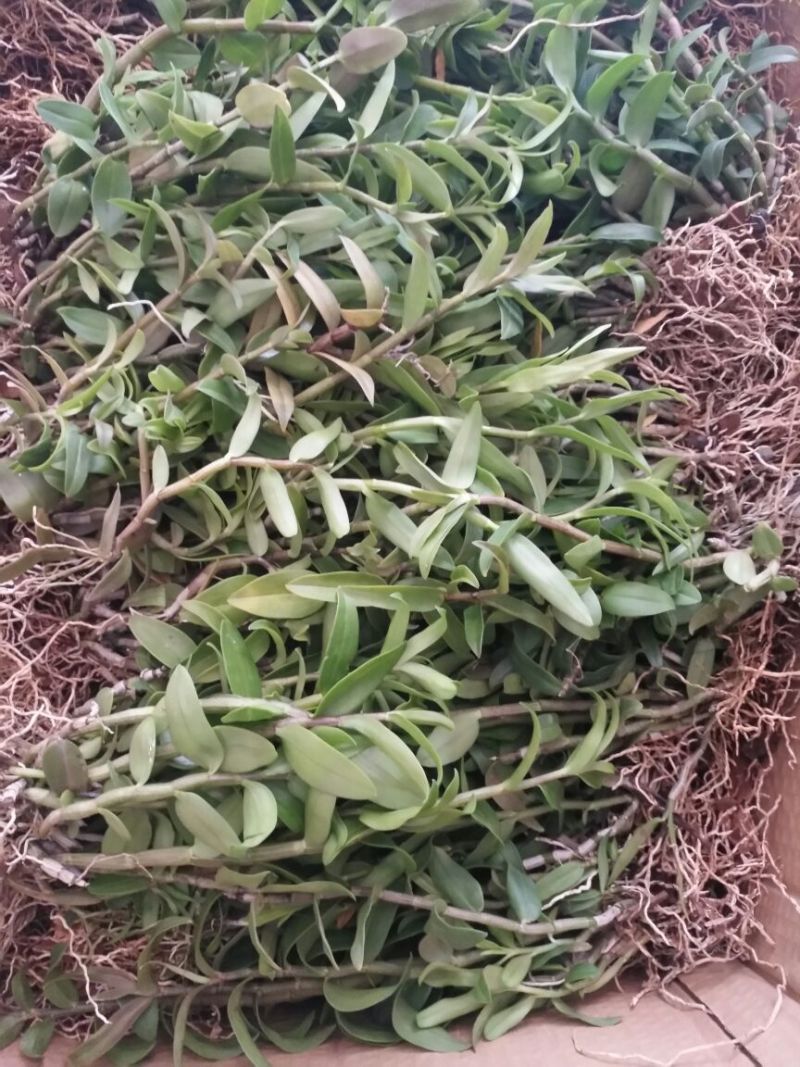 铁皮石斛铁皮石斛驯化苗