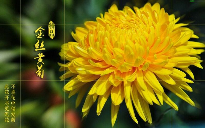 金丝皇菊茶金丝皇菊买十盒送一盒
