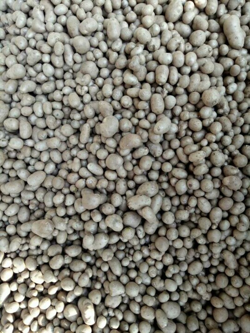 山药豆2~3厘米20厘米以下一级