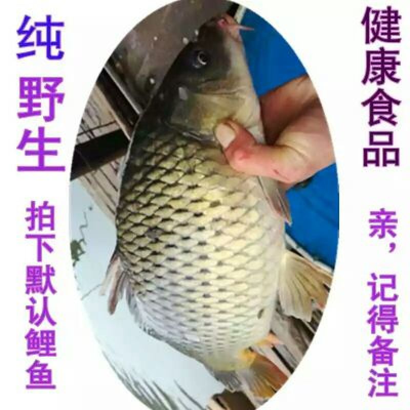 鲤鱼食用3公斤以上