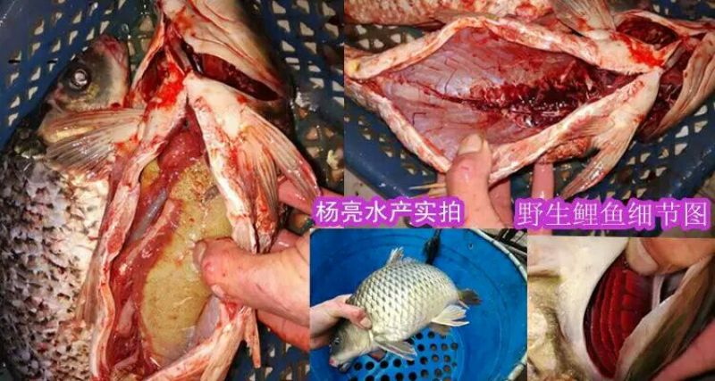 鲤鱼食用3公斤以上
