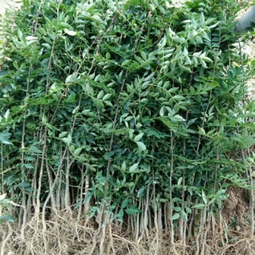 大量供应优质大红袍花椒苗无刺花椒苗，狮子头花椒苗
